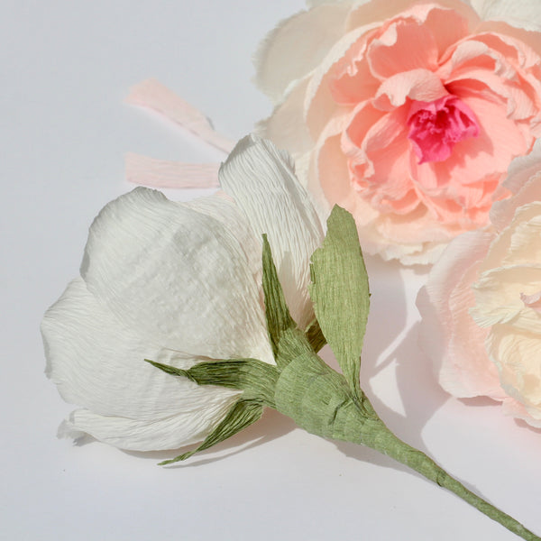 Powder Puff Paper Rose