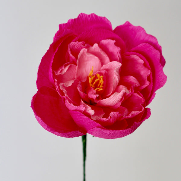 Hot Pink Paper Rose