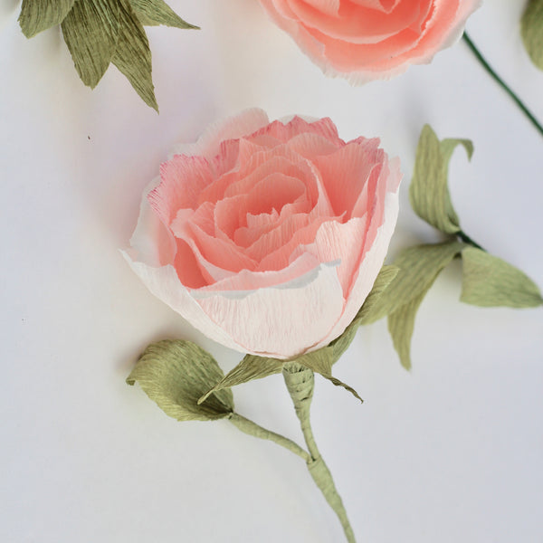 English Shrub Paper Rose
