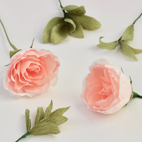 English Shrub Paper Rose